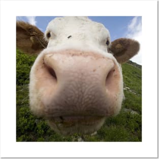 Funny Cow Big Nose Humor Gift Posters and Art